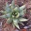 Thumbnail #4 of Aloe falcata by palmbob