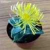 Thumbnail #3 of Faucaria tigrina by Zespri