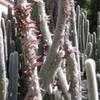 Thumbnail #3 of Cleistocactus hyalacanthus by palmbob