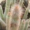 Thumbnail #5 of Cleistocactus hyalacanthus by Xenomorf