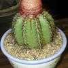 Thumbnail #1 of Melocactus azureus by palmbob