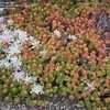 Thumbnail #2 of Sedum rubrotinctum by palmbob