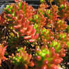 Thumbnail #4 of Sedum rubrotinctum by Haworthihead