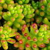 Thumbnail #3 of Sedum rubrotinctum by Kell