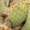 Thumbnail #2 of Opuntia basilaris var. treleasei by Xenomorf