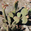 Thumbnail #5 of Opuntia basilaris var. treleasei by growin