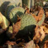 Thumbnail #4 of Opuntia basilaris var. treleasei by growin