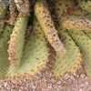 Thumbnail #3 of Opuntia basilaris var. treleasei by Xenomorf