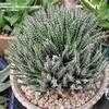 Thumbnail #2 of Aloe haworthioides by palmbob