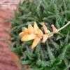 Thumbnail #4 of Aloe haworthioides by cacti_lover