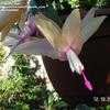 Thumbnail #1 of Schlumbergera truncata by Dragonfly_eyes
