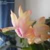 Thumbnail #5 of Schlumbergera truncata by Sneirish