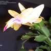 Thumbnail #4 of Schlumbergera truncata by 2ndChance