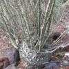 Thumbnail #1 of Fouquieria fasciculata by palmbob