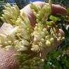 Thumbnail #4 of Fouquieria fasciculata by palmbob