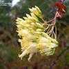 Thumbnail #5 of Fouquieria fasciculata by palmbob
