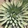 Thumbnail #3 of Agave macroacantha by Xenomorf