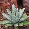 Thumbnail #5 of Agave macroacantha by Xenomorf