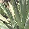 Thumbnail #4 of Agave macroacantha by Xenomorf