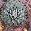 Thumbnail #1 of Agave nickelsiae by palmbob