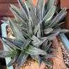 Thumbnail #2 of Agave nickelsiae by palmbob