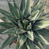 Thumbnail #5 of Agave nickelsiae by cactus_lover