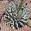 Thumbnail #4 of Agave nickelsiae by palmbob