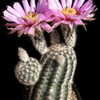 Thumbnail #2 of Echinocereus reichenbachii subsp. fitchii by CactusJordi