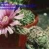Thumbnail #3 of Echinocereus reichenbachii subsp. fitchii by nokats