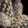 Thumbnail #4 of Echinocereus reichenbachii subsp. fitchii by CactusJordi