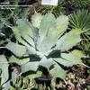 Thumbnail #4 of Agave potatorum by palmbob