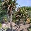 Thumbnail #1 of Aloe rupestris by palmbob