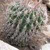 Thumbnail #1 of Ferocactus viridescens by palmbob