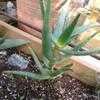 Thumbnail #5 of Aloe rupestris by palmbob
