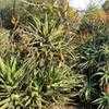 Thumbnail #4 of Aloe rupestris by palmbob