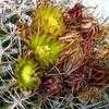 Thumbnail #4 of Ferocactus viridescens by palmbob