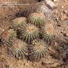 Thumbnail #5 of Ferocactus viridescens by CactusJordi