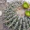 Thumbnail #2 of Ferocactus viridescens by palmbob