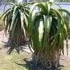 Thumbnail #1 of Aloe alooides by palmbob