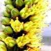 Thumbnail #4 of Aloe alooides by palmbob