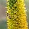 Thumbnail #5 of Aloe alooides by palmbob