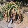Thumbnail #2 of Aloe alooides by palmbob