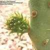 Thumbnail #5 of Opuntia engelmannii var. linguiformis by Xenomorf