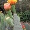 Thumbnail #2 of Opuntia engelmannii var. linguiformis by palmbob