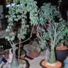 Thumbnail #5 of Adenia fruticosa by palmbob
