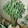Thumbnail #4 of Adenia fruticosa by palmbob