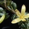 Thumbnail #3 of Adenia fruticosa by CactusJordi