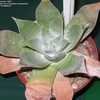 Thumbnail #5 of Dudleya pulverulenta by Xenomorf