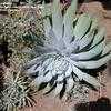 Thumbnail #1 of Dudleya pulverulenta by palmbob