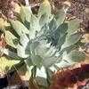 Thumbnail #3 of Dudleya pulverulenta by RWhiz